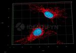 Mouse, IgG (H+L), (Subclasses 1+2a+2b+3), Fcy Fragment Specific SRM Secondary Antibody in Immunocytochemistry (ICC/IF)