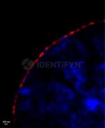 Mouse, IgG (H+L), (Subclasses 1+2a+2b+3), Fcy Fragment Specific SRM Secondary Antibody in Immunocytochemistry (ICC/IF)