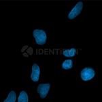 Mouse, IgG (H+L), (Subclasses 1+2a+2b+3), Fcy Fragment Specific SRM Secondary Antibody in Immunocytochemistry (ICC/IF)
