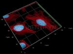 Mouse, IgG (H+L), (Subclasses 1+2a+2b+3), Fcy Fragment Specific SRM Secondary Antibody in Immunocytochemistry (ICC/IF)