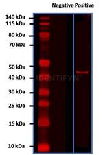 Mouse, IgG (H+L), (Subclasses 1+2a+2b+3), Fcy Fragment Specific SRM Secondary Antibody in Western Blot (WB)