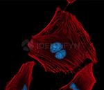 Rabbit IgG, (H+L) SRM Secondary Antibody in Immunocytochemistry (ICC/IF)