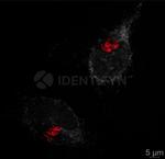 Rabbit IgG, (H+L) SRM Secondary Antibody in Immunocytochemistry (ICC/IF)