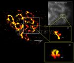 Rabbit IgG, (H+L) SRM Secondary Antibody in Immunocytochemistry (ICC/IF)