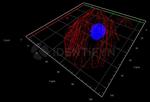 Rabbit IgG, (H+L) SRM Secondary Antibody in Immunocytochemistry (ICC/IF)