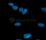Rabbit IgG, (H+L) SRM Secondary Antibody in Immunocytochemistry (ICC/IF)