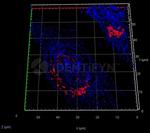 Rabbit IgG, (H+L) SRM Secondary Antibody in Immunocytochemistry (ICC/IF)