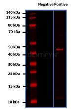 Rabbit IgG, (H+L) SRM Secondary Antibody in Western Blot (WB)