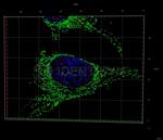 Human IgG, (H+L) SRM Secondary Antibody in Immunocytochemistry (ICC/IF)