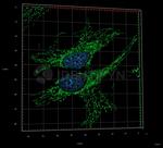 Human IgG, (H+L) SRM Secondary Antibody in Immunocytochemistry (ICC/IF)