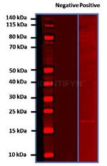 Human IgG, (H+L) SRM Secondary Antibody in Western Blot (WB)