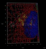 Mouse, IgG (H+L) SRM Secondary Antibody in Immunocytochemistry (ICC/IF)