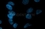 Mouse, IgG (H+L) SRM Secondary Antibody in Immunocytochemistry (ICC/IF)