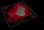 Mouse, IgG (H+L) SRM Secondary Antibody in Immunocytochemistry (ICC/IF)
