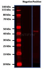 Mouse, IgG (H+L) SRM Secondary Antibody in Western Blot (WB)