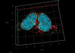 Rabbit IgG, (H+L) SRM Secondary Antibody in Immunocytochemistry (ICC/IF)