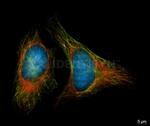 Rabbit IgG, (H+L) SRM Secondary Antibody in Immunocytochemistry (ICC/IF)