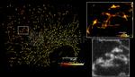 Rabbit IgG, (H+L) SRM Secondary Antibody in Immunocytochemistry (ICC/IF)