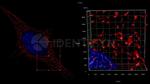 Rabbit IgG, (H+L) SRM Secondary Antibody in Immunocytochemistry (ICC/IF)