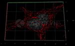 Rabbit IgG, (H+L) SRM Secondary Antibody in Immunocytochemistry (ICC/IF)