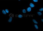 Rabbit IgG, (H+L) SRM Secondary Antibody in Immunocytochemistry (ICC/IF)