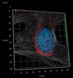 Rabbit IgG, (H+L) SRM Secondary Antibody in Immunocytochemistry (ICC/IF)