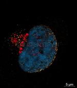 Rabbit IgG, (H+L) SRM Secondary Antibody in Immunocytochemistry (ICC/IF)