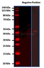 Rabbit IgG, (H+L) SRM Secondary Antibody in Western Blot (WB)