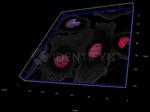 Donkey anti-Human, IgG (H+L) SRM Identifyn™ Secondary Antibody, Alexa Fluor™ 680