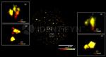 Human, IgG (H+L) SRM Secondary Antibody in Immunocytochemistry (ICC/IF)