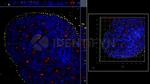 Human, IgG (H+L) SRM Secondary Antibody in Immunocytochemistry (ICC/IF)