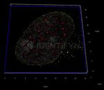 Human, IgG (H+L) SRM Secondary Antibody in Immunocytochemistry (ICC/IF)
