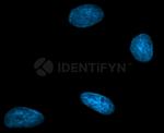Human, IgG (H+L) SRM Secondary Antibody in Immunocytochemistry (ICC/IF)