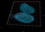 Human, IgG (H+L) SRM Secondary Antibody in Immunocytochemistry (ICC/IF)