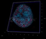 Human, IgG (H+L) SRM Secondary Antibody in Immunocytochemistry (ICC/IF)