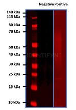 Human, IgG (H+L) SRM Secondary Antibody in Western Blot (WB)
