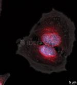 Mouse IgG, (H+L) SRM Secondary Antibody in Immunocytochemistry (ICC/IF)
