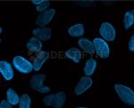 Mouse IgG, (H+L) SRM Secondary Antibody in Immunocytochemistry (ICC/IF)