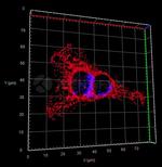 Mouse IgG, (H+L) SRM Secondary Antibody in Immunocytochemistry (ICC/IF)
