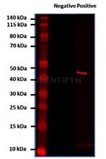 Mouse IgG, (H+L) SRM Secondary Antibody in Western Blot (WB)