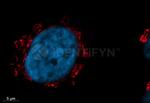 Rabbit IgG, (H+L) SRM Secondary Antibody in Immunocytochemistry (ICC/IF)