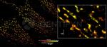 Rabbit IgG, (H+L) SRM Secondary Antibody in Immunocytochemistry (ICC/IF)