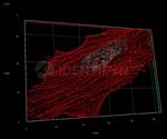 Rabbit IgG, (H+L) SRM Secondary Antibody in Immunocytochemistry (ICC/IF)