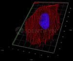 Rabbit IgG, (H+L) SRM Secondary Antibody in Immunocytochemistry (ICC/IF)