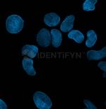 Rabbit IgG, (H+L) SRM Secondary Antibody in Immunocytochemistry (ICC/IF)