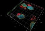 Rabbit IgG, (H+L) SRM Secondary Antibody in Immunocytochemistry (ICC/IF)