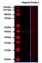 Rabbit IgG, (H+L) SRM Secondary Antibody in Western Blot (WB)