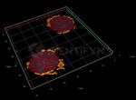 Mouse IgG, (H+L) SRM Secondary Antibody in Immunocytochemistry (ICC/IF)