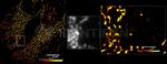 Mouse IgG, (H+L) SRM Secondary Antibody in Immunocytochemistry (ICC/IF)