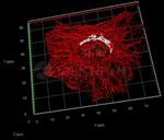Mouse IgG, (H+L) SRM Secondary Antibody in Immunocytochemistry (ICC/IF)